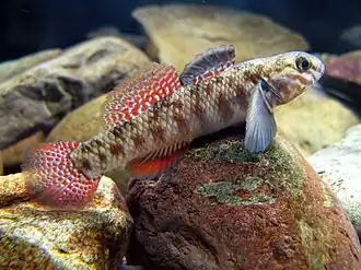 Gobiomorphus huttoni