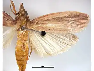 Maliarpha separatella