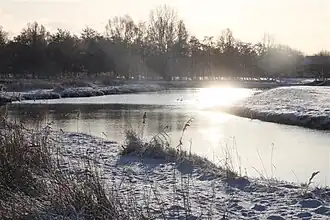 Mallebos in de winter
