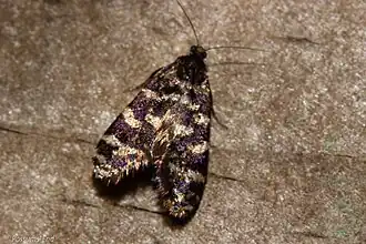 Mallobathra memotuina