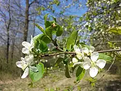 Wilde appel (bloeiend)