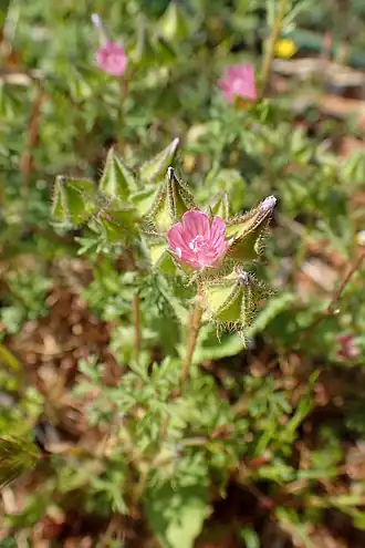 Malva aegyptia