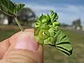 Malva parviflora (vrucht)