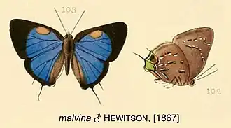 Janthecla malvina