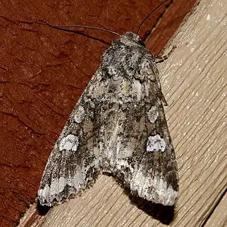 Mamestra configurata