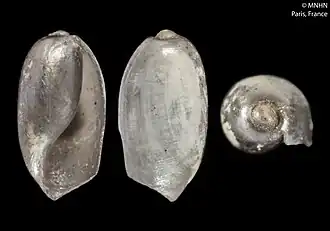 Mamillocylichna abyssicola