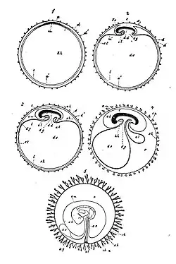 Ontwikkeling allantois (al) bij zoogdieren