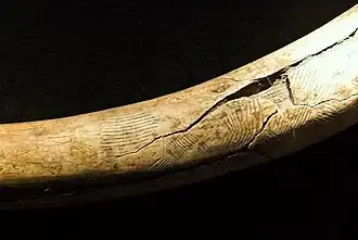 mammoetslagtand met graveringen