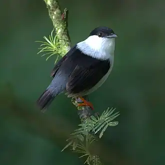 Bonte manakin
