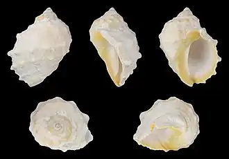 Mancinella echinulata