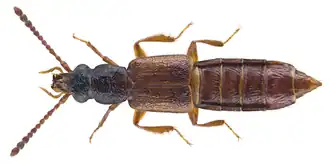 Manda mandibularis