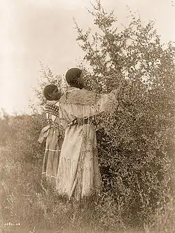 Mandan girls gathering berries, ca. 1908