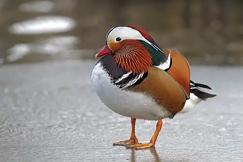 Mandarijneend op het ijs