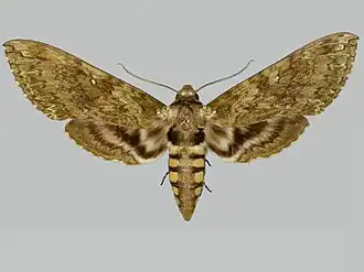 Manduca afflicta