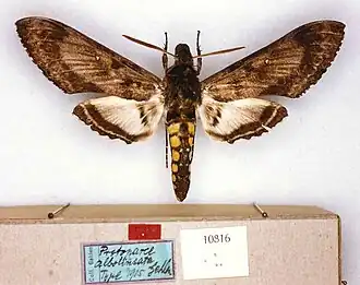 Manduca albolineata
