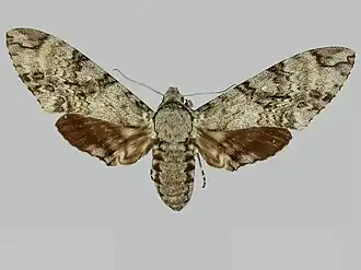 Manduca barnesi