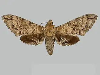 Manduca bergarmatipes