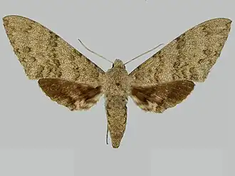 Manduca bergi
