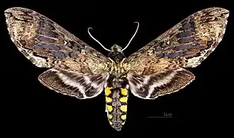 Manduca brasiliensis ♀