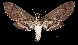 Manduca brasiliensis ♀ △