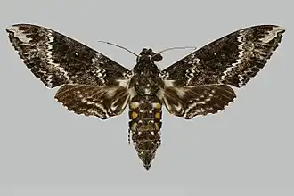 Manduca camposi