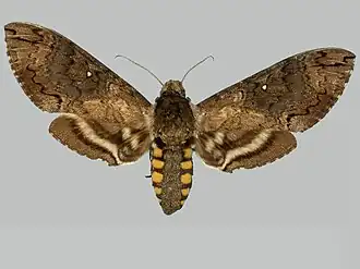 Manduca contracta