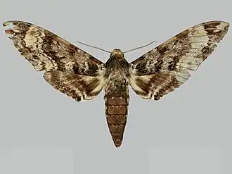 Manduca fosteri