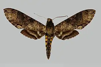 Manduca janira