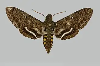 Manduca jordani