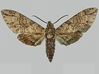 Manduca kuschei