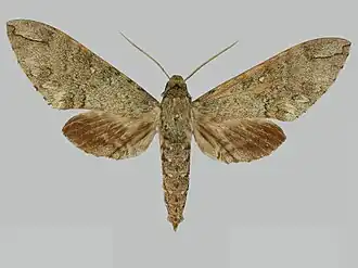 Manduca lanuginosa