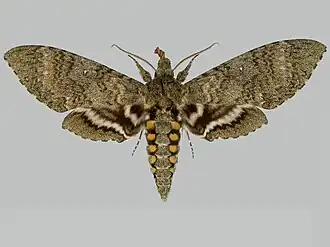 Manduca mossi
