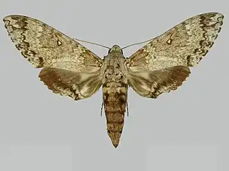 Manduca calapagensis