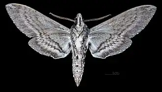 Museumexemplaar mannetje △