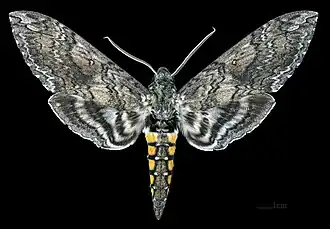 Museumexemplaar vrouwtje