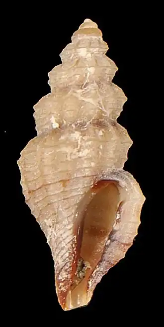 Mangelia ceroplasta
