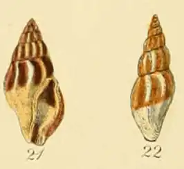 Mangelia costata