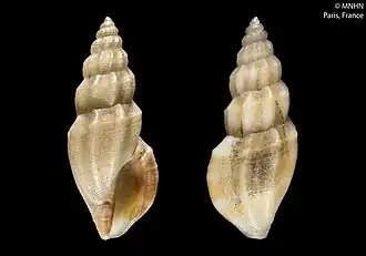 Mangelia inusitata