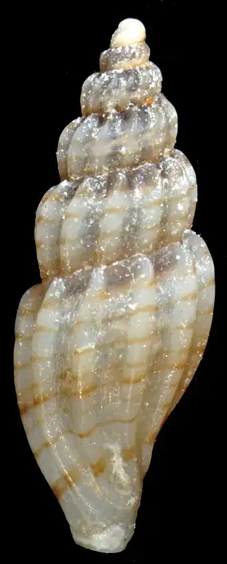 Mangelia jerbaensis