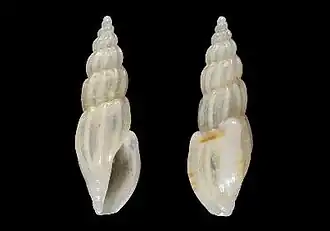 Mangelia multilineolata