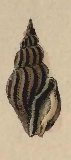 Mangelia sicula