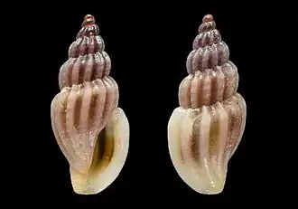 Mangelia unifasciata