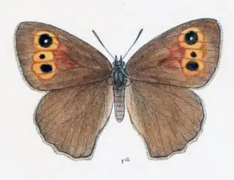 Maniola cheena