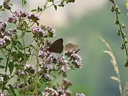 Een koevinkje en bruin zandoogje, in de associatie van dauwbraam en marjolein