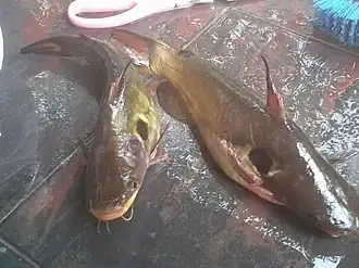 Horabagrus brachysoma