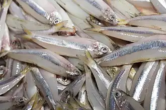 Anchoviella lepidentostole