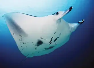 Mobula alfredi