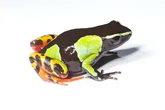 Mantella baroni