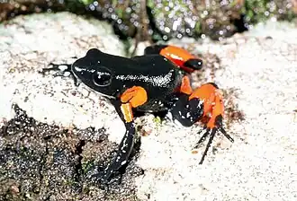 Mantella cowanii