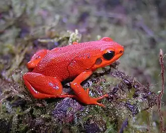 Mantella milotympanum